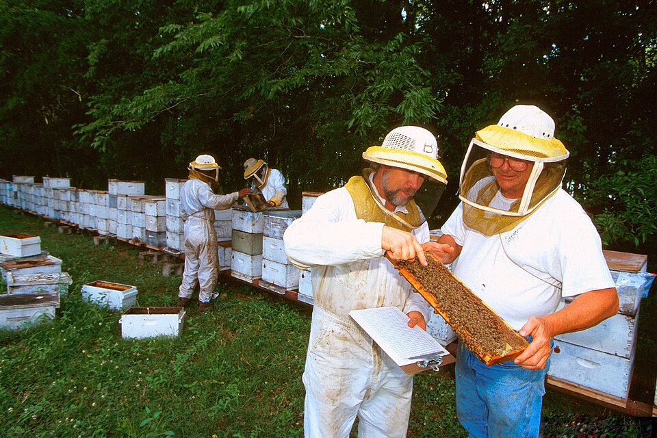 American Beekeeping Federation 2025:The Most Anticipated Beekeeping Event of the Year