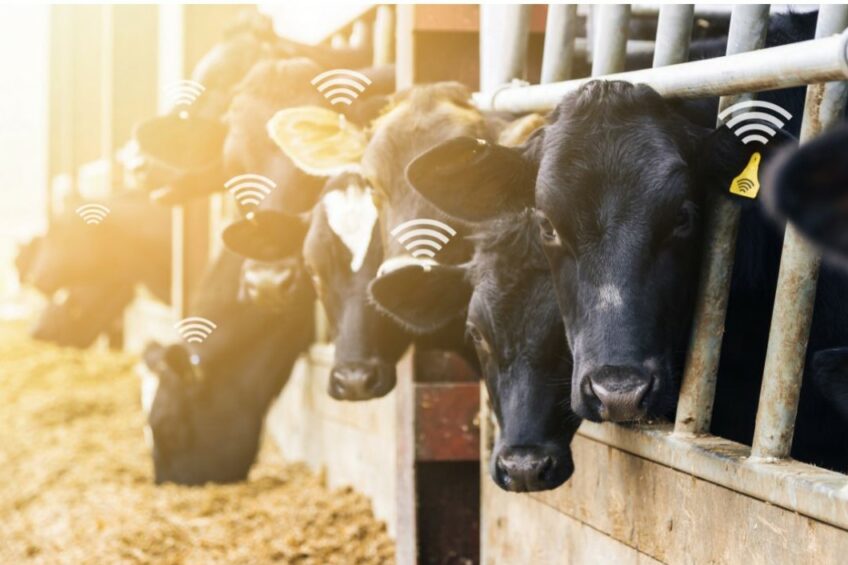 The Silent Revolution in the Barn: How Digital Innovation is Rewriting Cattle Farming's Future