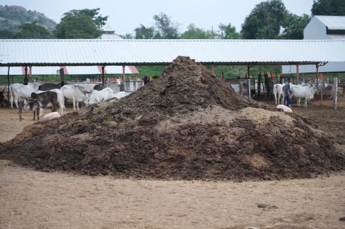 🌱 From Farm to Fork: How Organic Farming Is Winning Kenya’s Food Future