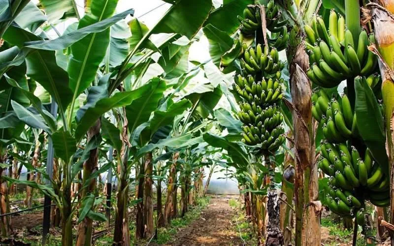 How Banana Rapid Multiplication Is Transforming Small-Scale Farming
